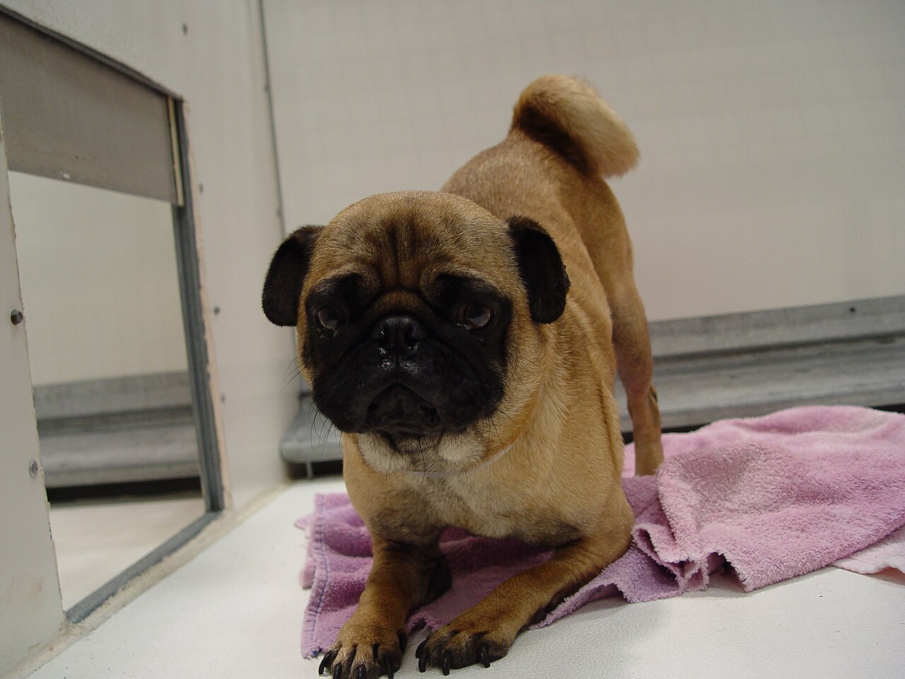 Example input photo for an AI pet video