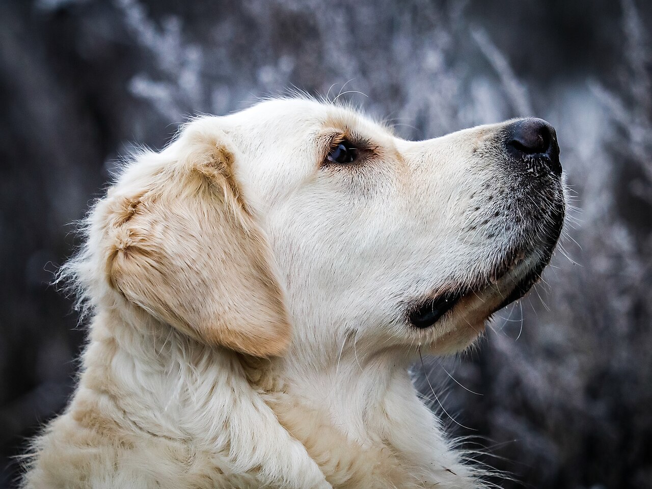 Example input photo for an AI pet video